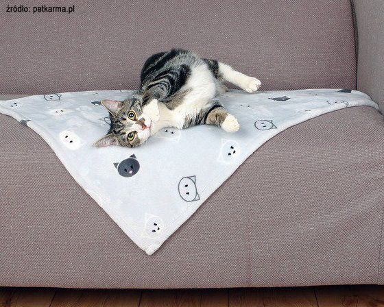 Kot leżący na sofie