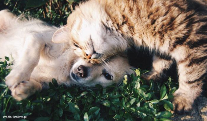Pies i kot na trawie