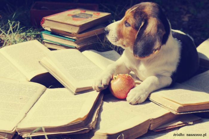 Pies leżący na książkach