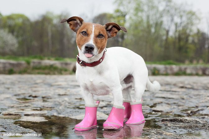Pies w różowych kaloszach